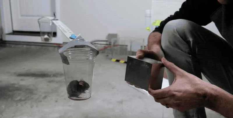 Força de ímã de neodímio é capaz de mover um inocente rato