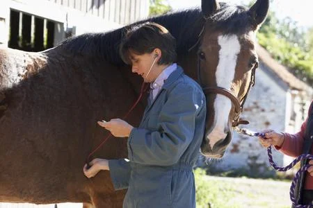 Veterinária examinando um cavalo marrom com estetoscópio.