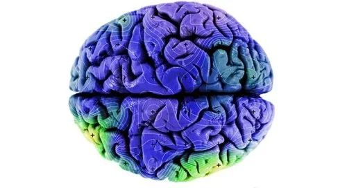 Seu cérebro contém partículas magnéticas