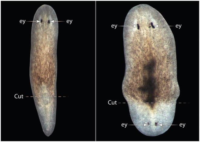 Verme planaria em regeneração